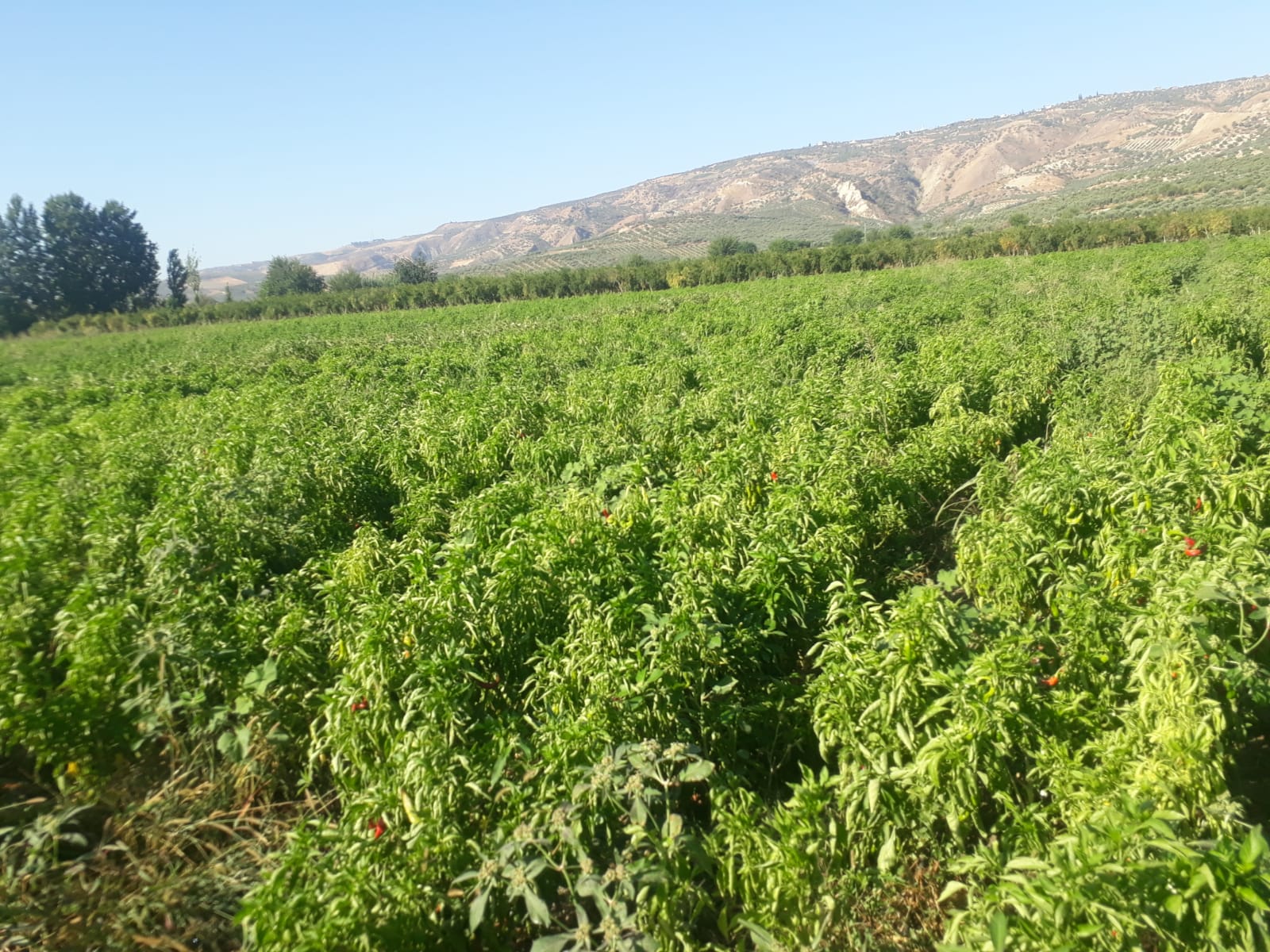 Çiftçilerin Başı Hırsızlarla Dertte